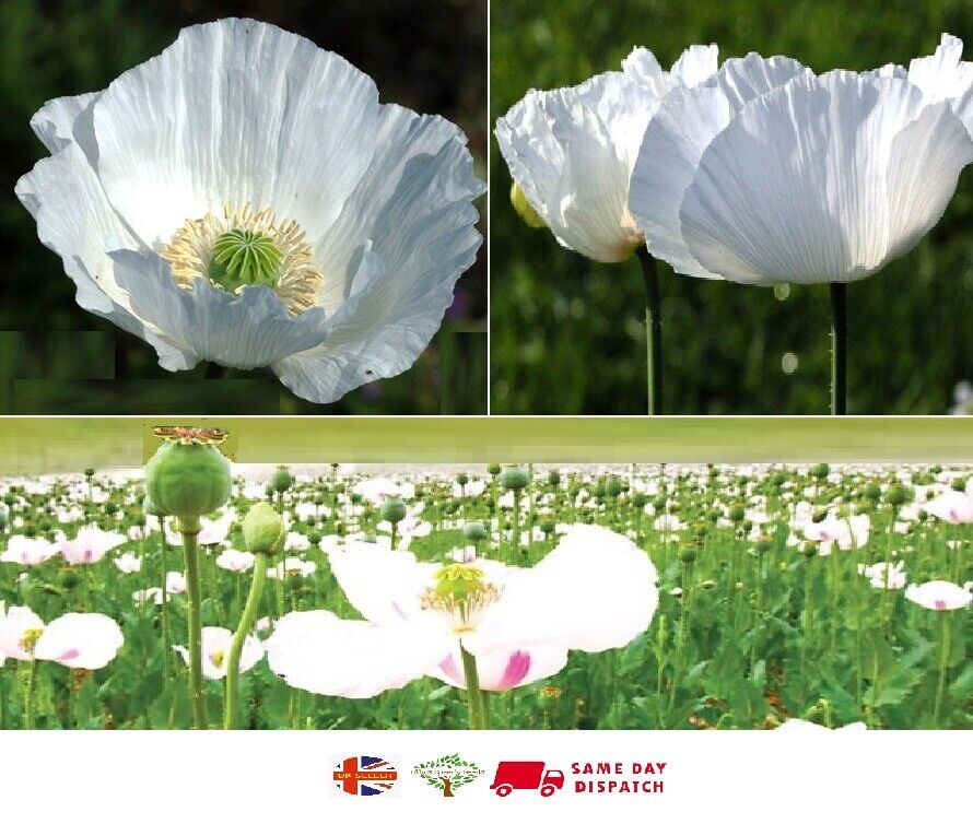 P. Somniferum "Indian Album White" |  Poppy | 1000+ Seeds