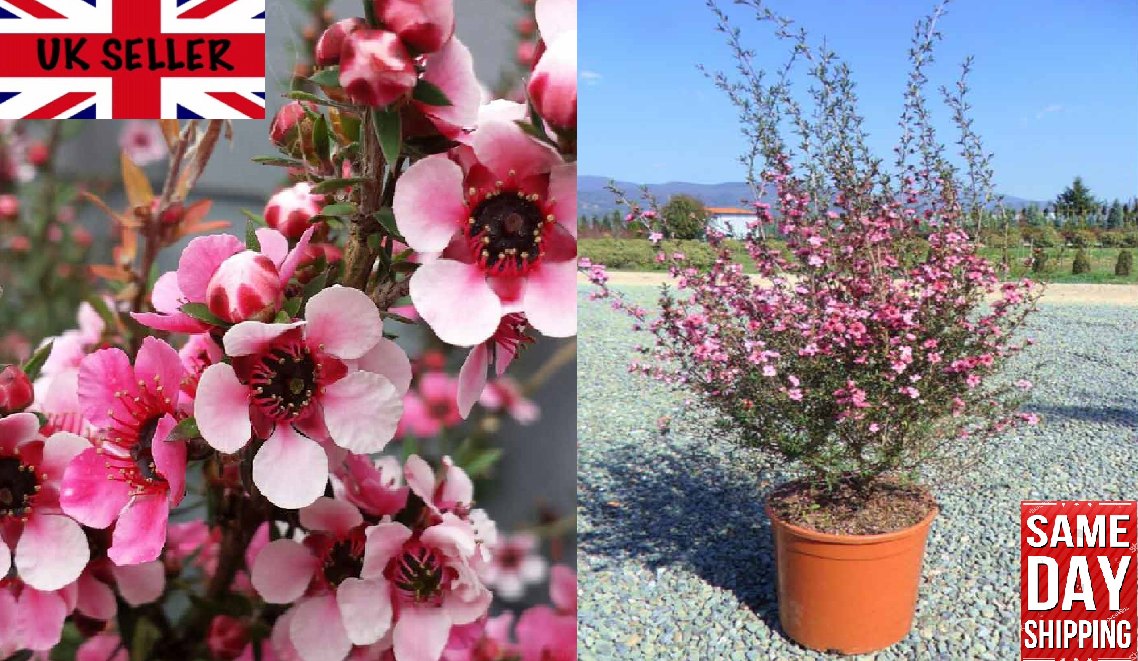 Red Manuka Tree 50+ seeds | Honey | Bee Magnet