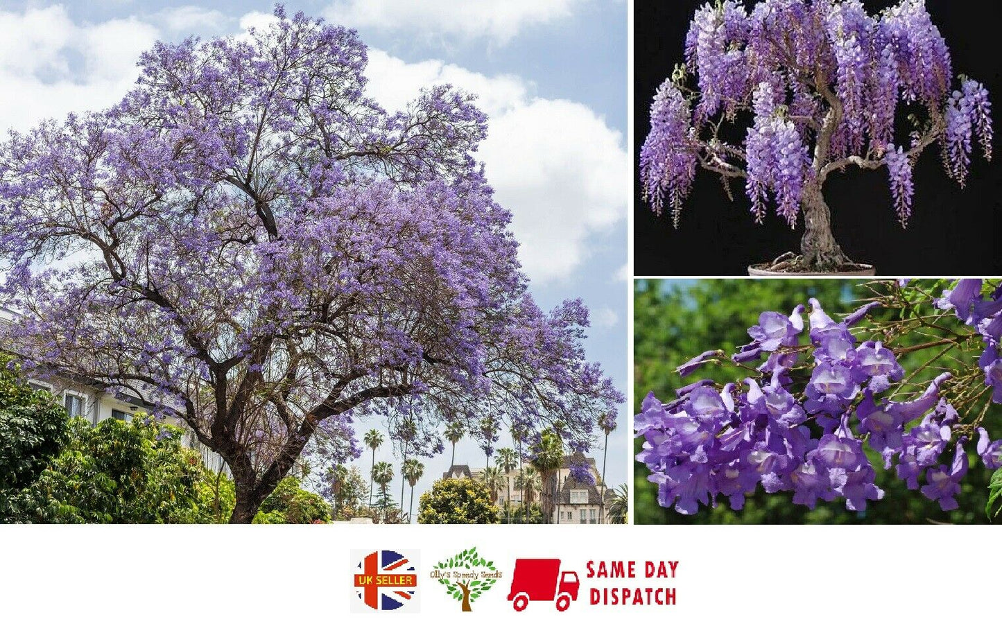 Jacaranda Mimosifolia | 30+ seeds | Bonsai