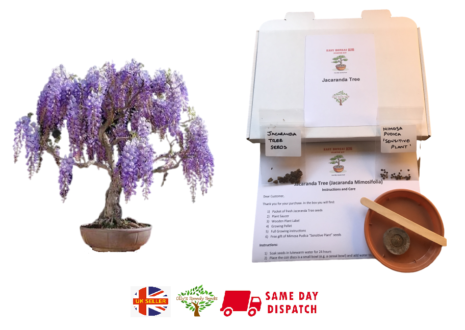 Grow Your Own Bonsai Starter Kit | Jacaranda | Indoor | FREE GIFT