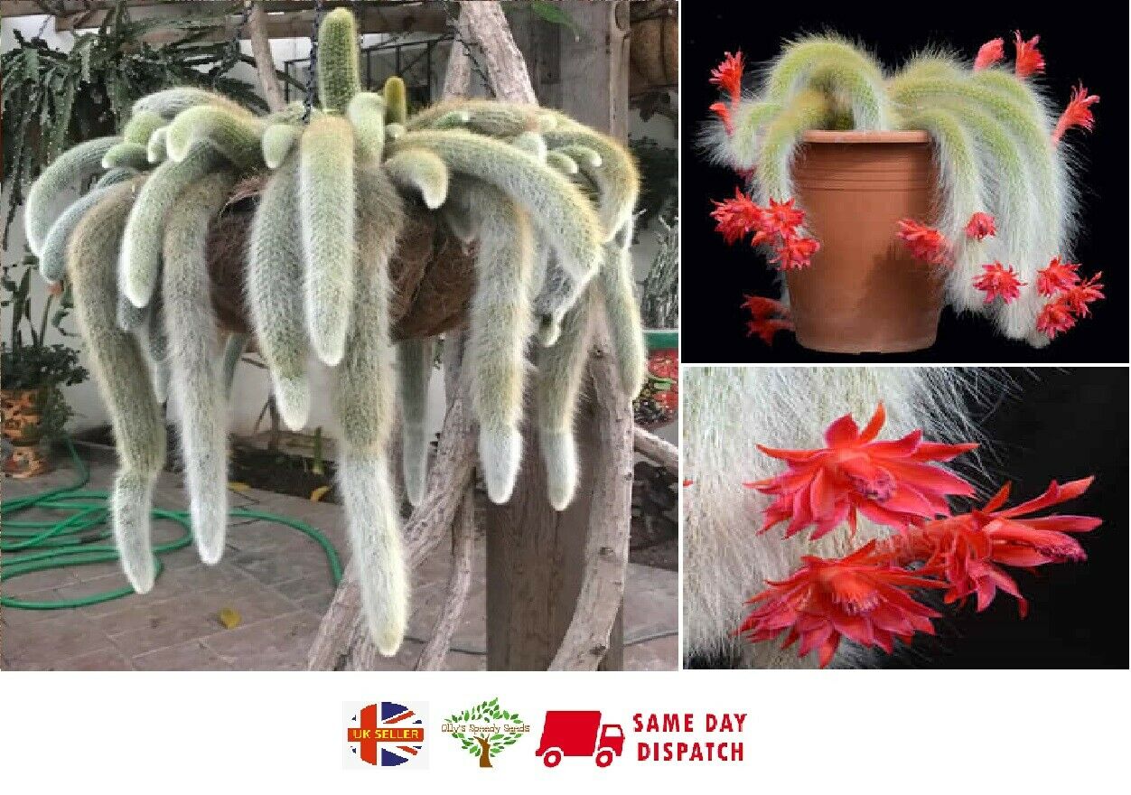 Monkey Tail Cactus (Cleistocactus Colademononis) | 20+ seeds