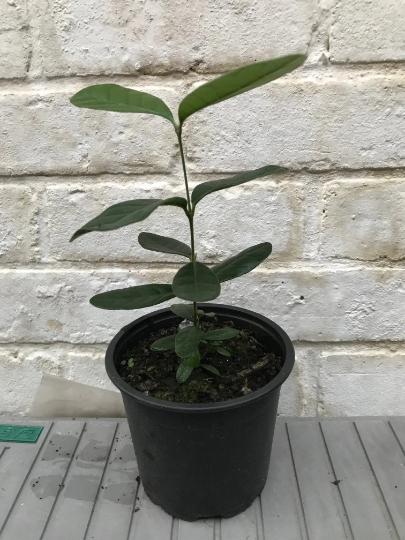 Pineapple Guava (Acca Feijoa Sellowiana) "Mammoth" | 9cm-pot |