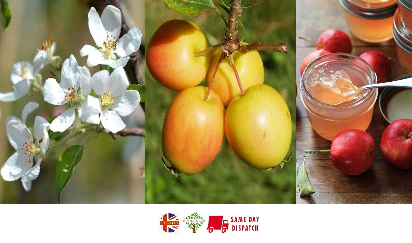 Crab Apple (Malus Sylvestris) | 25+ seeds | Jams and Jelly