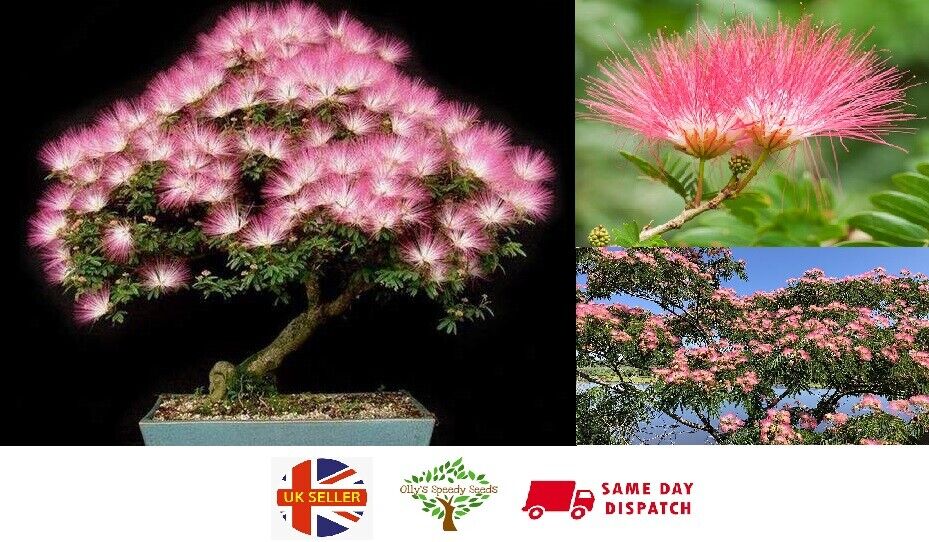 Persian Silk Tree Seeds | Albizia Julibrissin |  50+ seeds