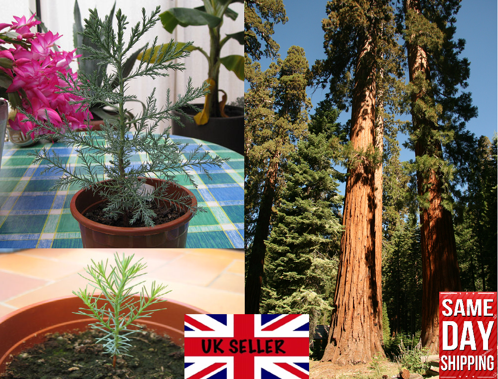 Giant Redwood | Sequoiadendron Giganteum | 30+ seeds – speedyseeds