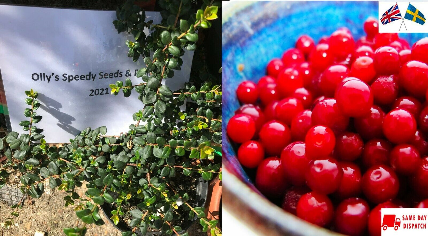 Lingonberry (Vaccinium Vitis-Idaea) 20+ seeds | Own harvest