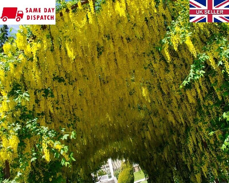 Laburnum Anagyroides "Golden Chain"  50+ seeds | Fast Growing