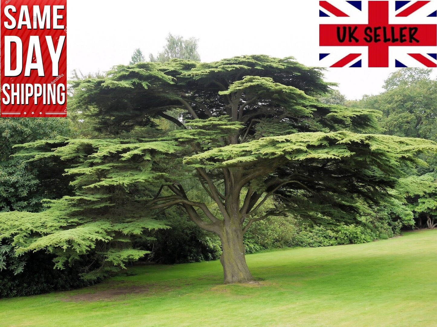 Lebanon Cedar (Cedrus Libani) 25 fresh seeds | Bonsai | Same Day Dispatch