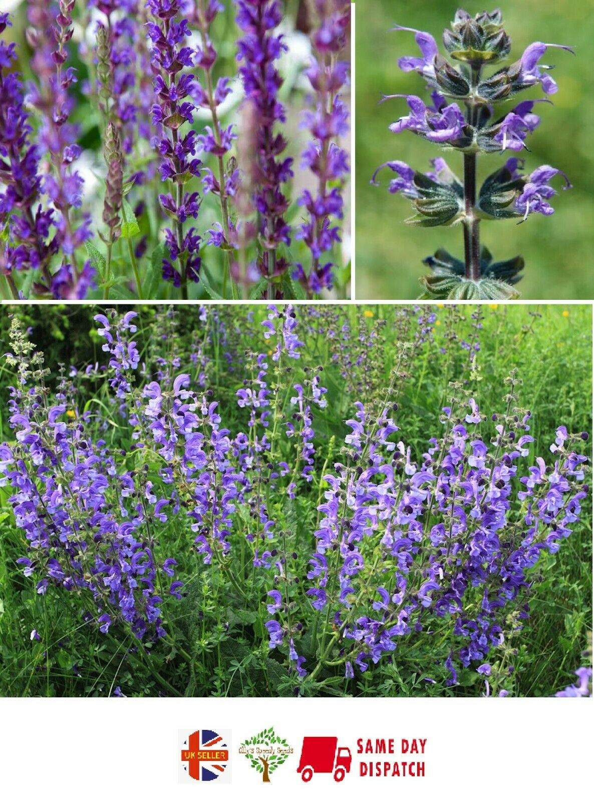 Meadow Clary (Salvia Pratensis) | Meadow Sage | 100+ Seeds