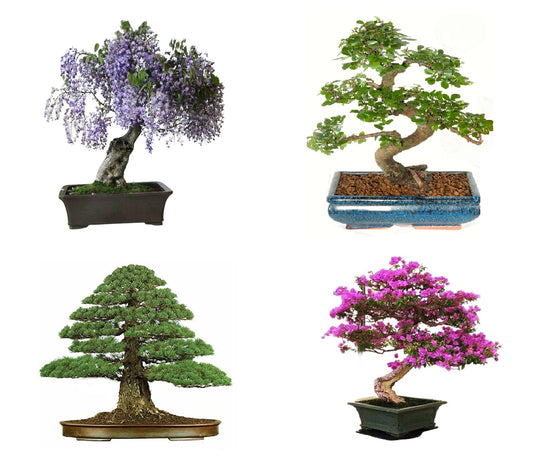 Bonsai Tree Seed Mix 2 | 40 fresh seeds, 10 of each