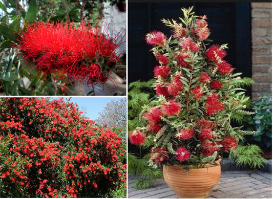 Crimson Bottlebrush (Callistemon Citrinus ) | 50+ seeds