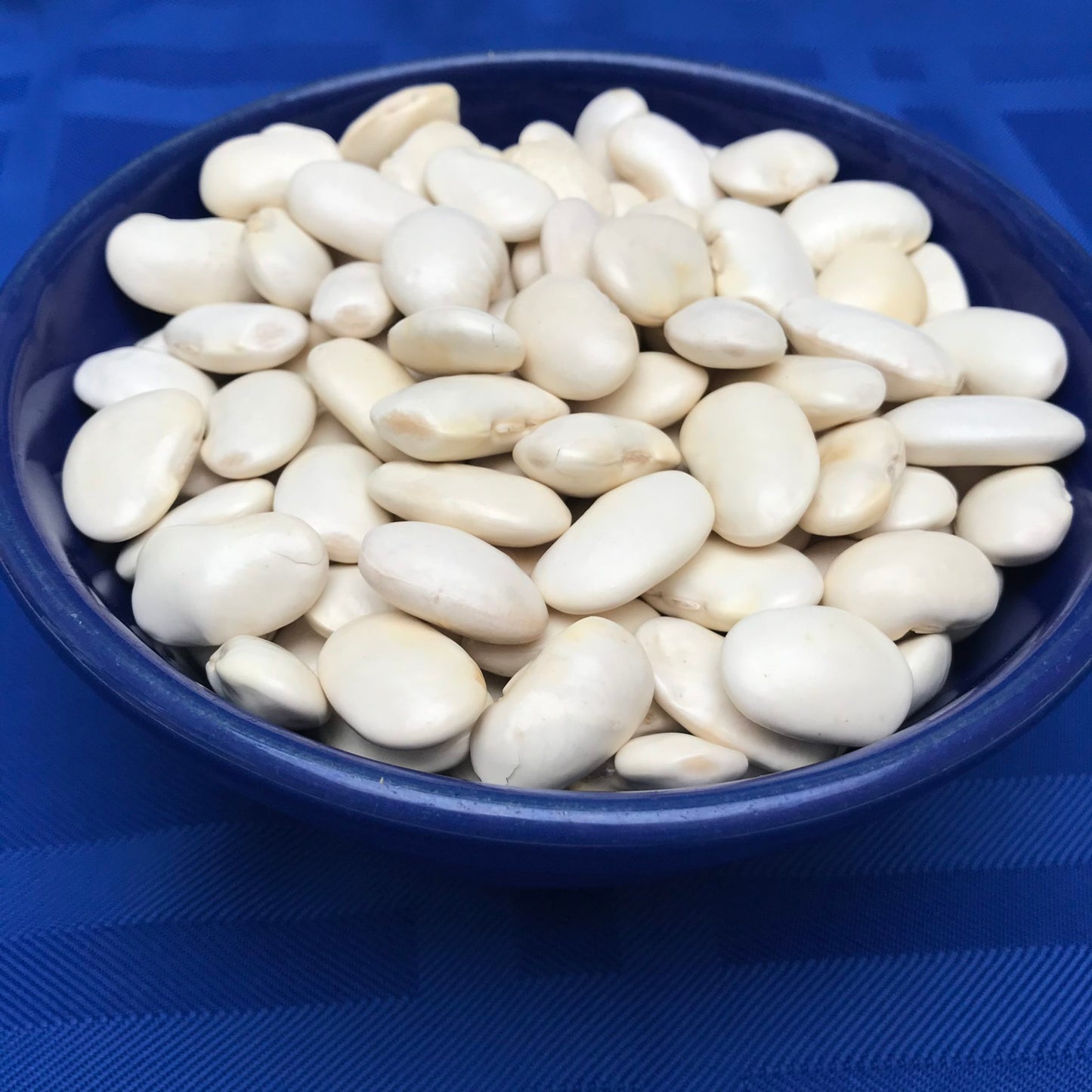 Greek Gigantes Beans | 20+ fresh seeds | Plaki | Easy & Delicious