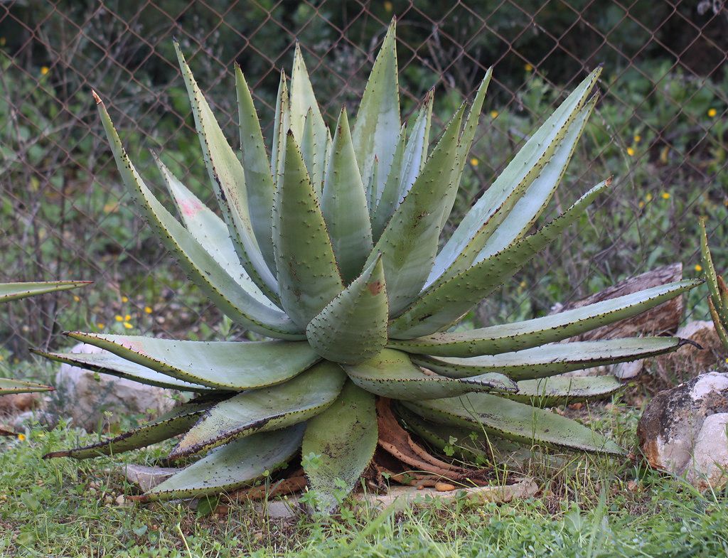 Aloe Spectabilis | 15+ seeds | House Plant