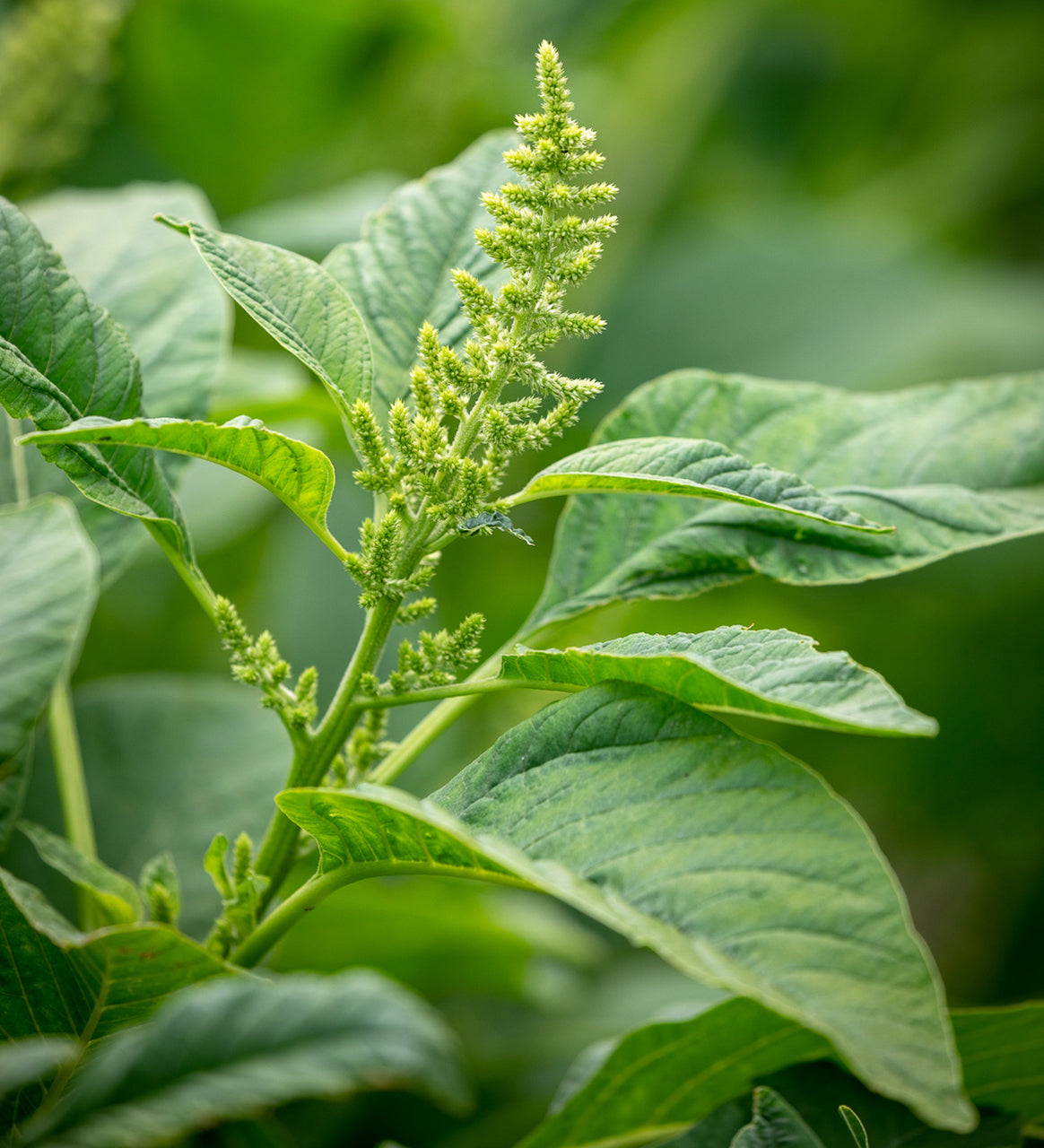 Amaranth - Green Giant 200+ seeds | UK Grown Callaloo | 苋菜