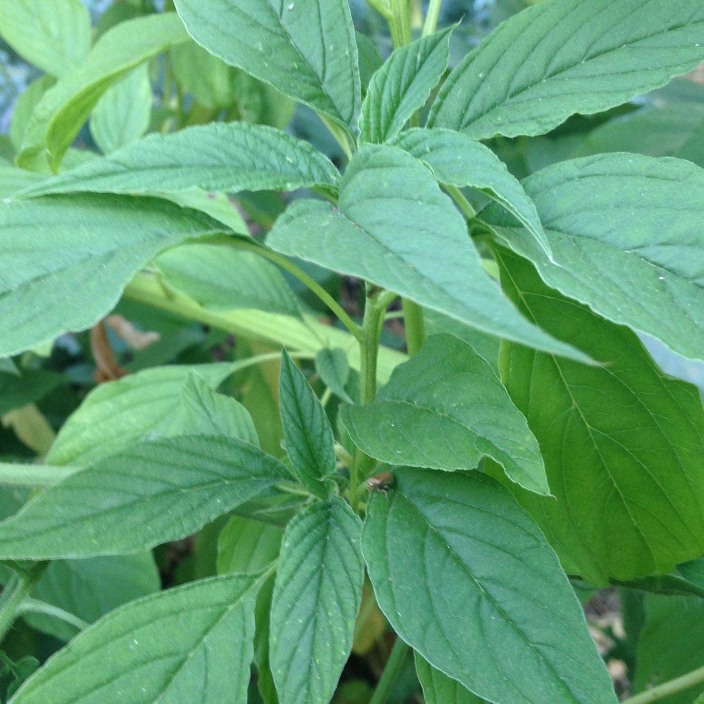 Amaranth - Green Giant 200+ seeds | UK Grown Callaloo | 苋菜