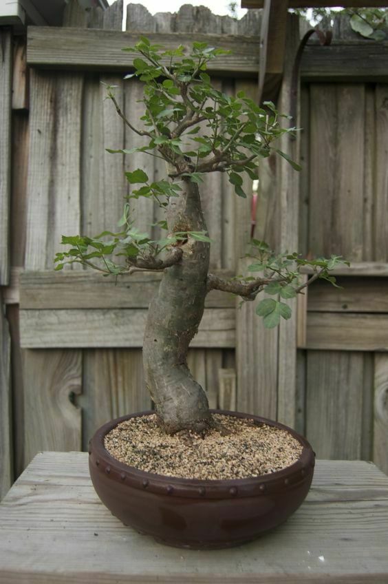 African Baobab Tree (Adansonia Digitata) 20+ Seeds | Bonsai – Speedyseeds