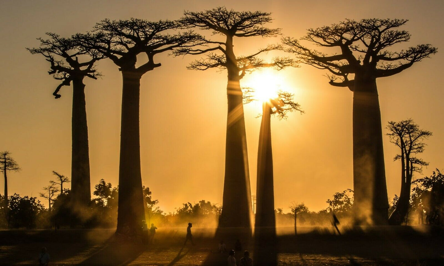 African Baobab Tree (Adansonia Digitata) 20+ seeds | Bonsai – speedyseeds