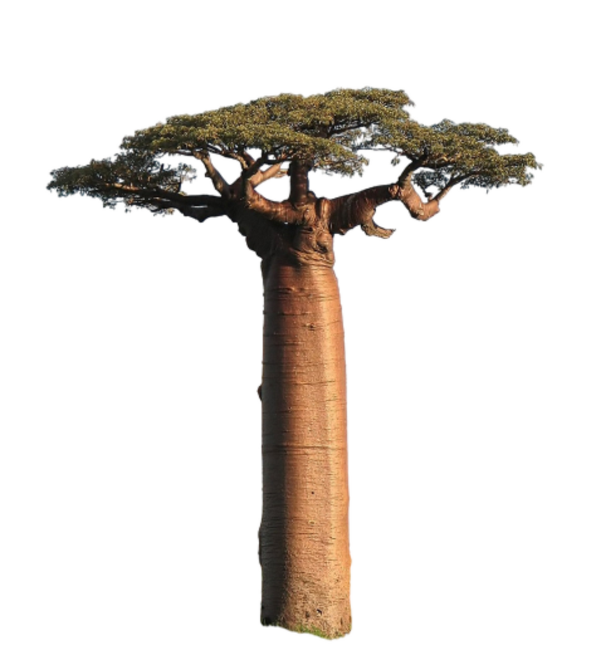 African Baobab Tree (Adansonia Digitata) 20+ seeds Bonsai speedyseeds