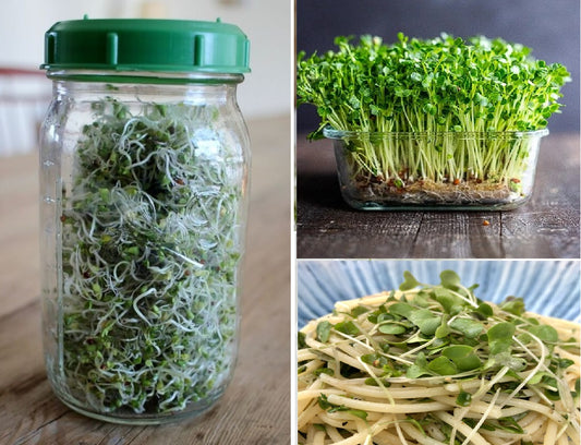 Organic Brocolli Sprouting Seeds | Microgreens | Non-GMO | Same Day Dispatch