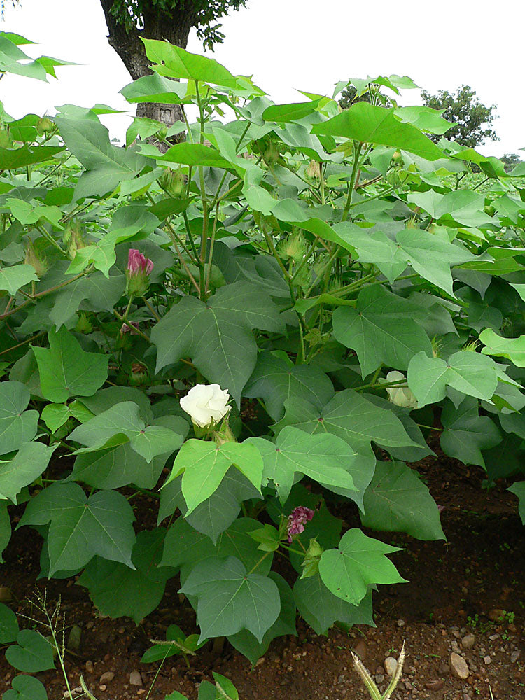 Mexican White Cotton Seeds (Gossypium Hirsutum) | 30+ seeds