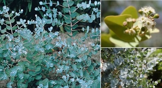 Eucalyptus Gamophylla "Blue Mallee" "Silver Dollar" | 20+ seeds