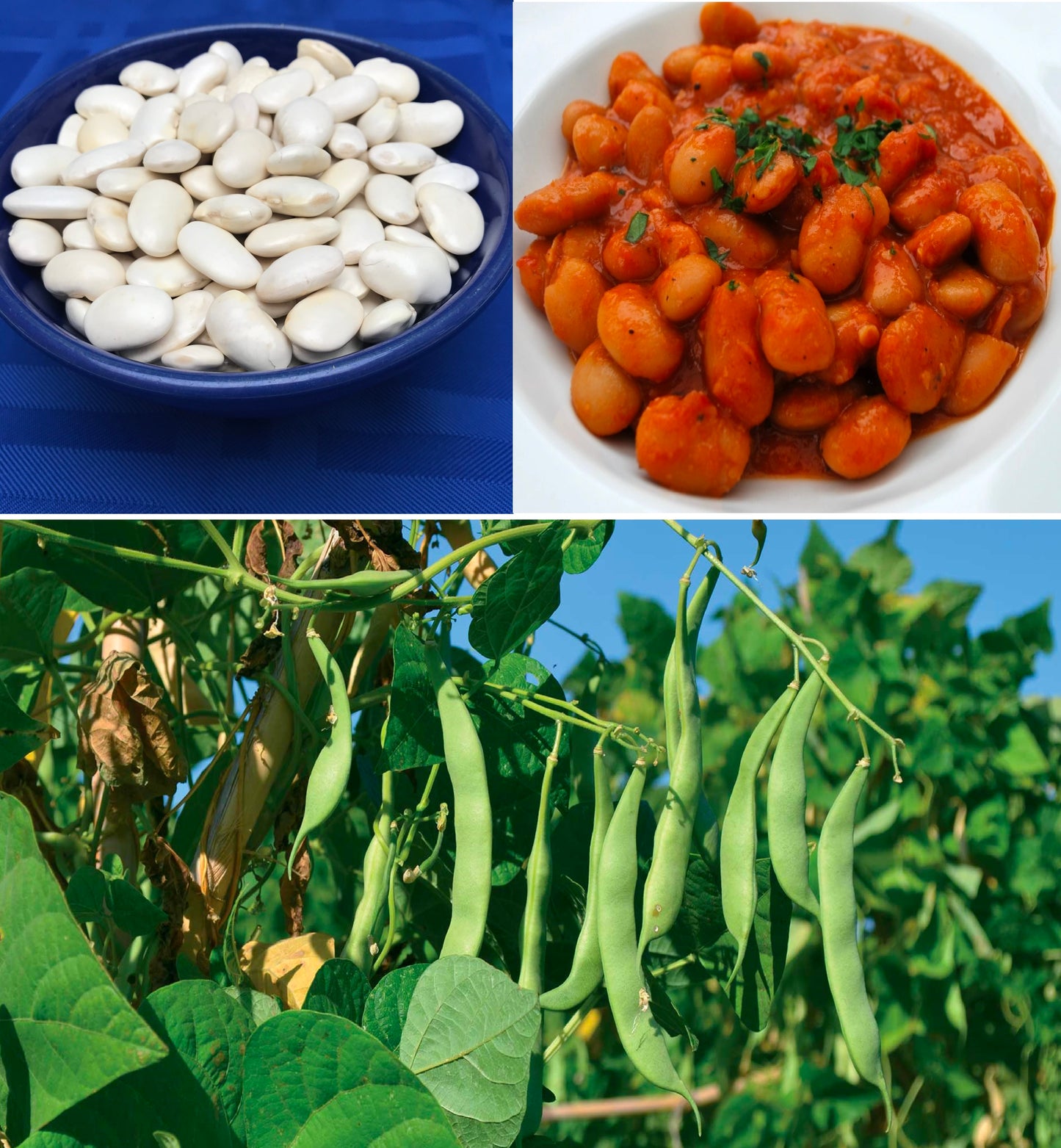 Greek Gigantes Beans | 20+ fresh seeds | Plaki | Easy & Delicious