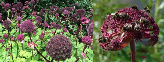 Angelica Gigas | 10+ fresh seeds | Loved by Bees