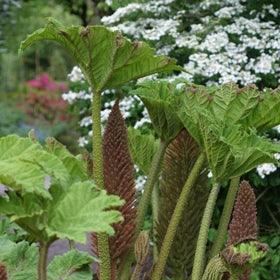 Gunnera Manicata "Giant Rhubarb" | 50+ Seeds | Hardy Perennia