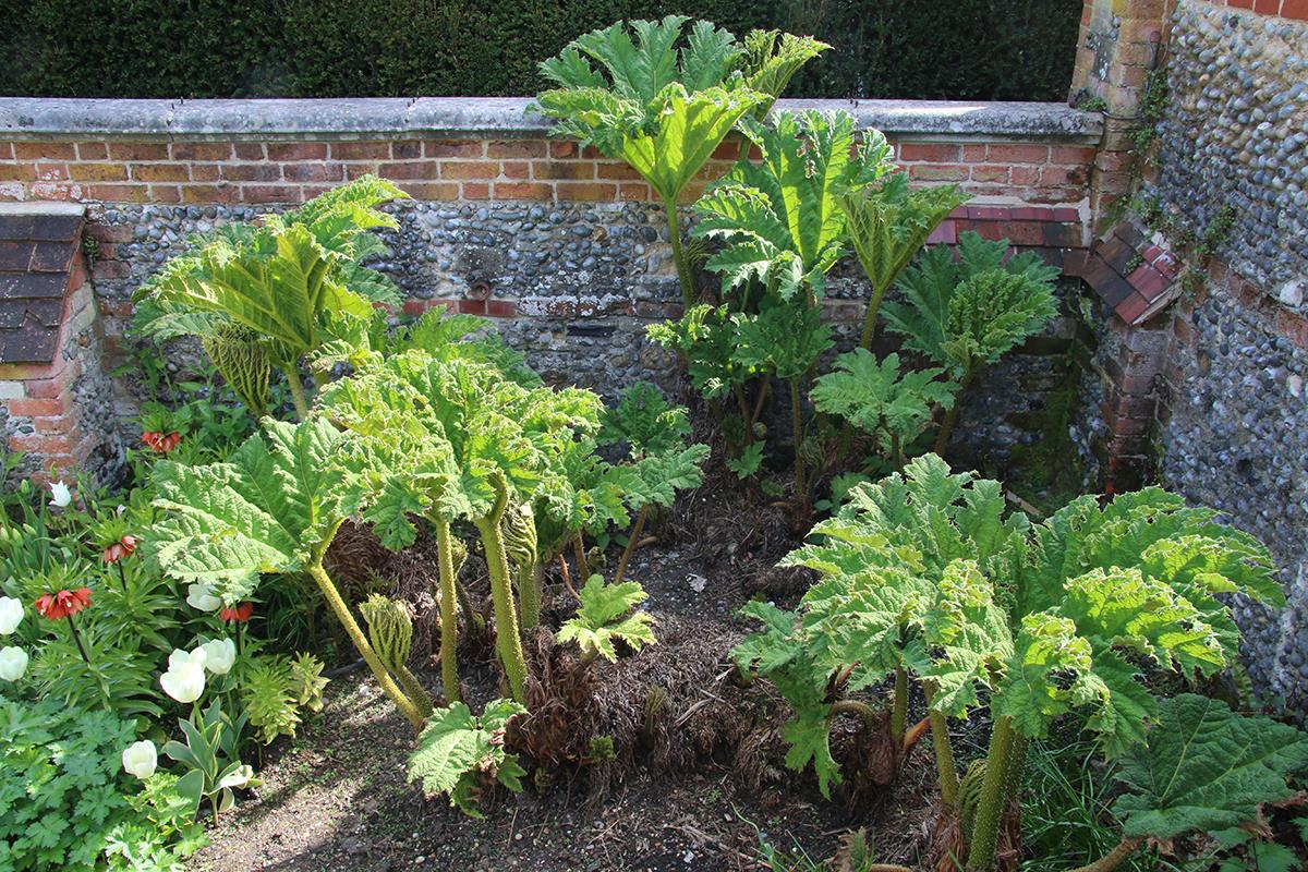 Gunnera Manicata "Giant Rhubarb" | 50+ Seeds | Hardy Perennia