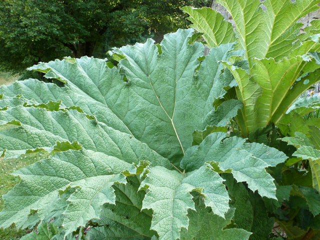 Gunnera Manicata "Giant Rhubarb" | 50+ Seeds | Hardy Perennia