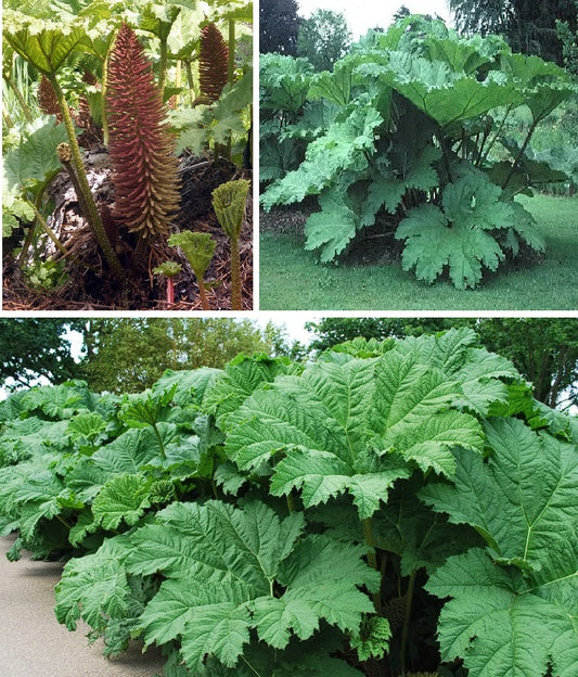 Gunnera Manicata "Giant Rhubarb" | 50+ Seeds | Hardy Perennia