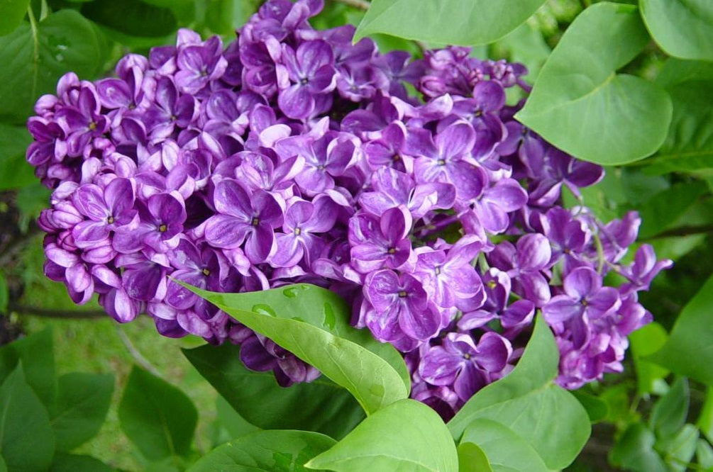 Purple Lilac Syringa Vulgaris | 50+ seeds | Wonderful Frangrance | Bees