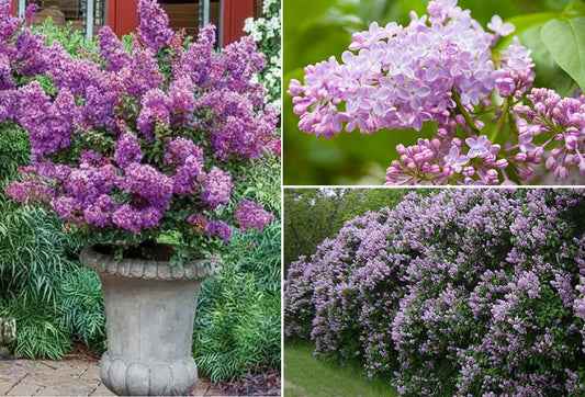 Purple Lilac Syringa Vulgaris | 50+ seeds | Wonderful Frangrance | Bees