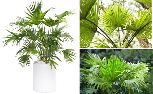 Chinese Fan Palm (Livistona Chinensis) | 10 seeds | Stunning Houseplant