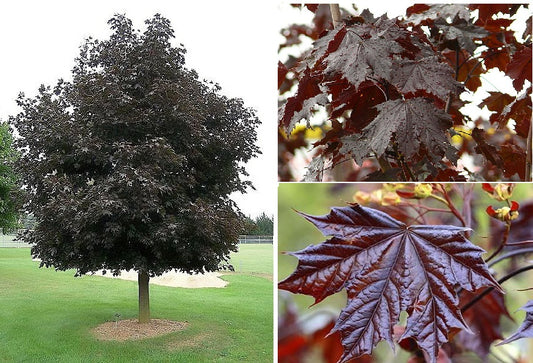 Norway Maple "Crimson King" (Acer Platanoides) | 10 Seeds