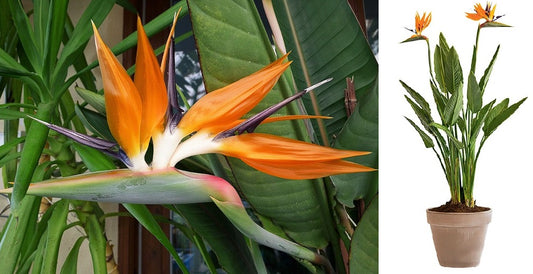 Orange Bird Of Paradise (Strelitzia Reginae) | 10 seeds