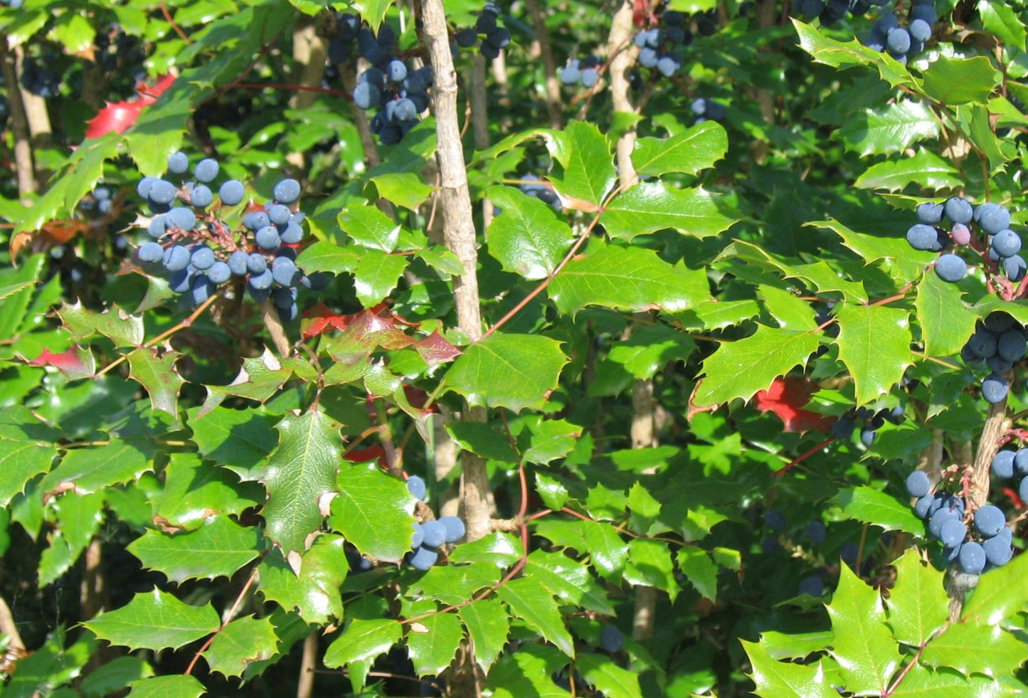 Oregon Grape (Mahonia Aquifolium) | 50+ seeds | Fully Hardy