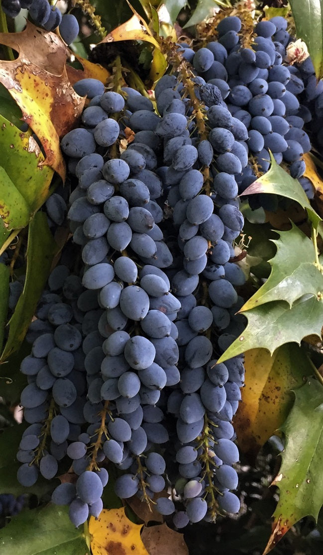 Oregon Grape (Mahonia Aquifolium) | 50+ seeds | Fully Hardy