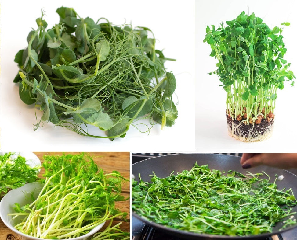 Sprouts Options Organic Pea Seeds for Shoots and Sprouts | Microgreens – speedyseeds