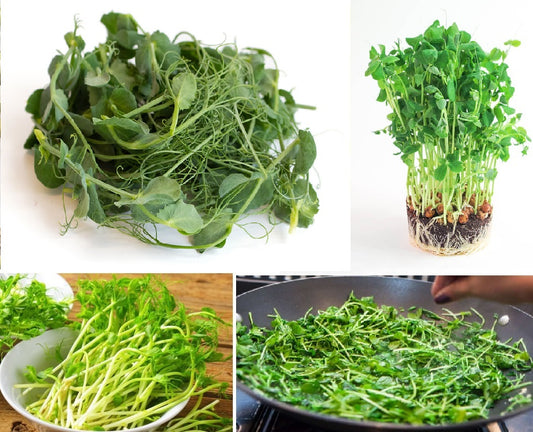 Organic Pea Seeds for Shoots and Sprouts | Microgreens