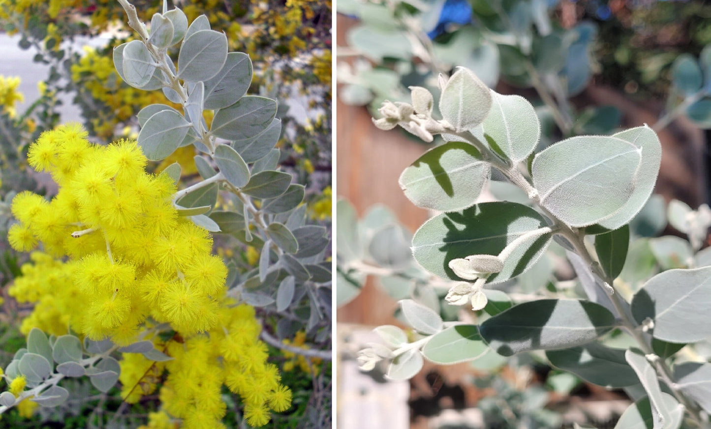 Queensland Silver Wattle (Acacia Podalyriifolia) | 20+ Seeds | Same Day Dispatch