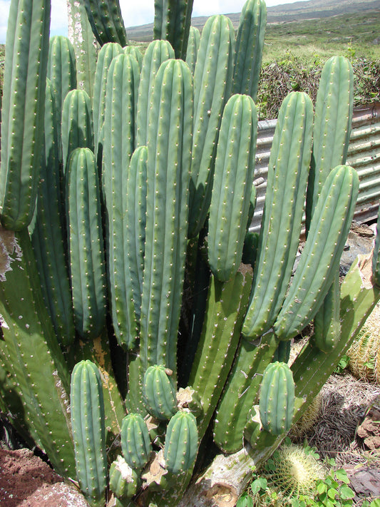 San Pedro Cactus (Echinopsis Pachanoi) 20+ seeds