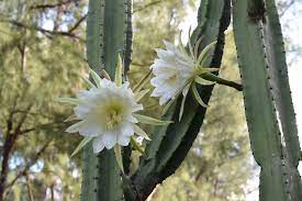 San Pedro Cactus (Echinopsis Pachanoi) 20+ seeds