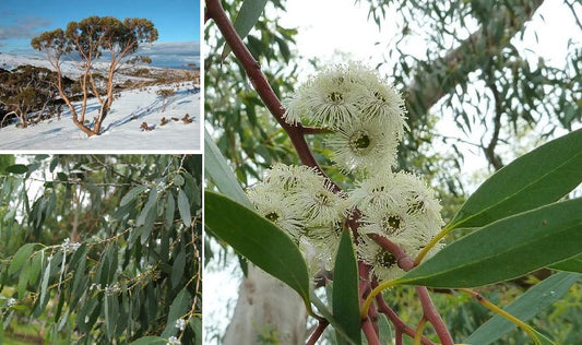 Tasmanian Snow Gum Eucalyptus Coccifera | 25+ seeds UK Hardy