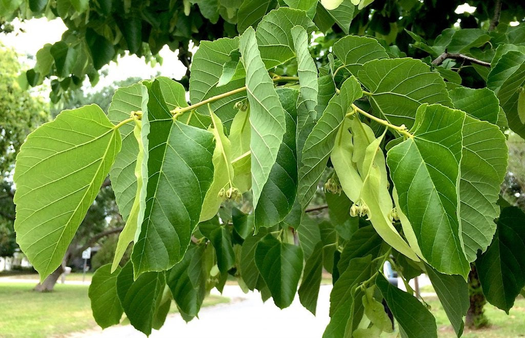 Lime Tree (Tilia Cordata) | 25+ seeds | Linden Tea