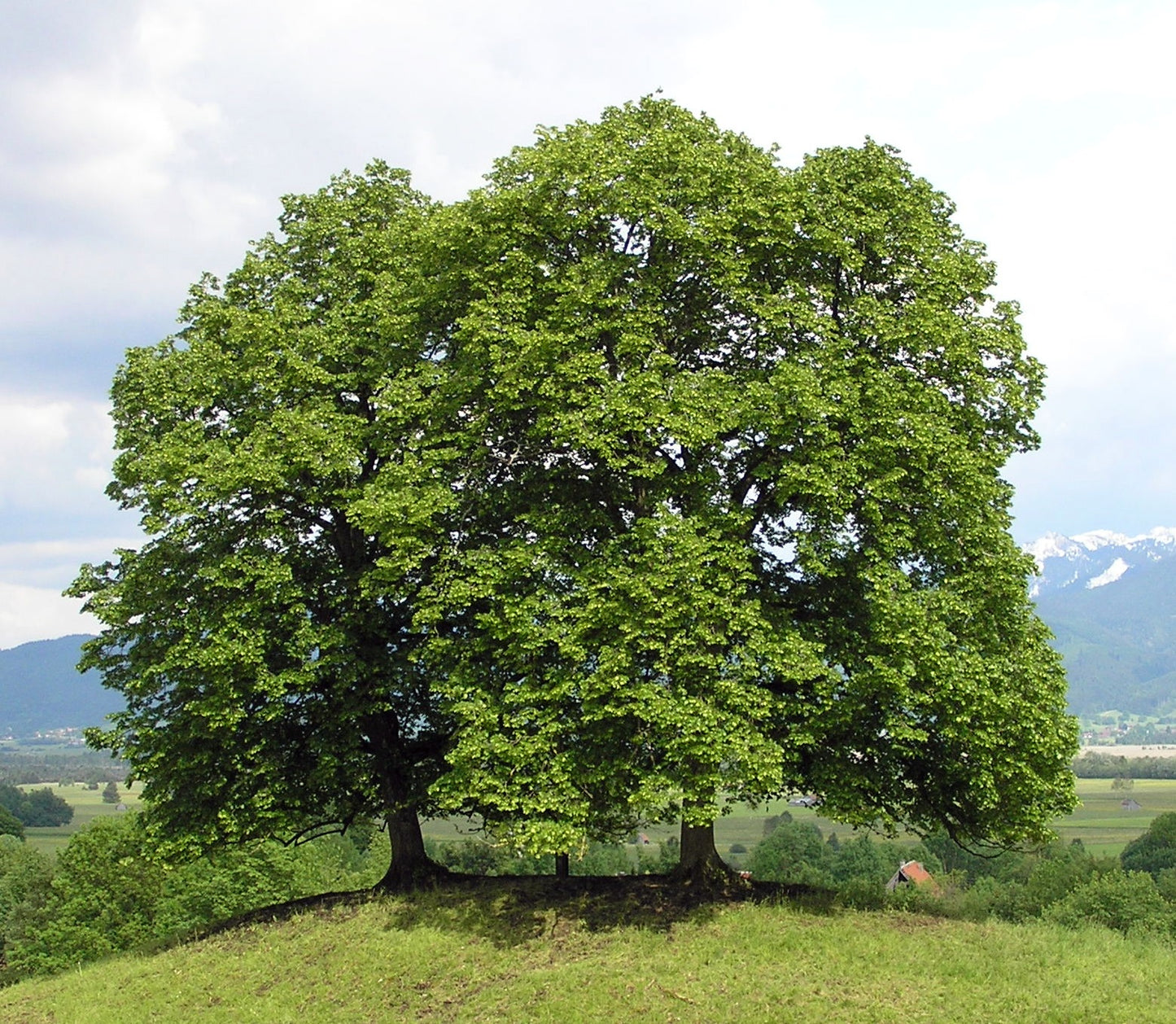 Lime Tree (Tilia Cordata) | 25+ seeds | Linden Tea