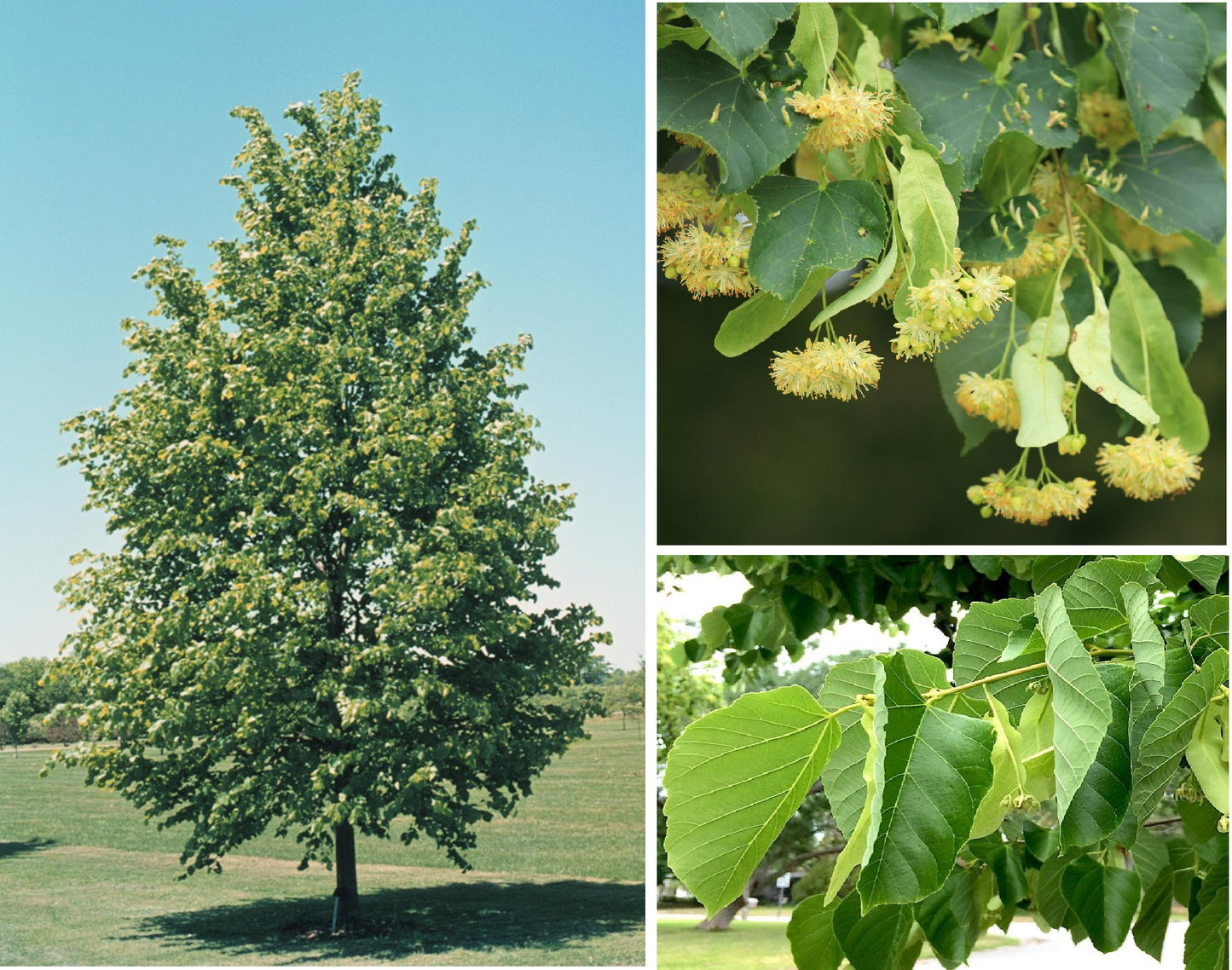 Lime Tree (Tilia Cordata) | 25+ seeds | Linden Tea