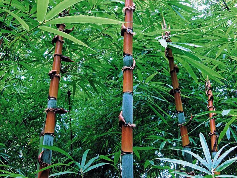 Tinwa Bamboo (Schizostachyum Pergracile) | 10 seeds | V Rare