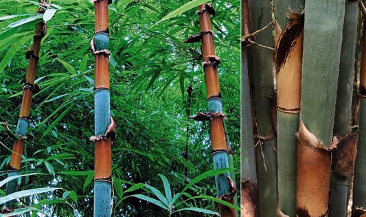 Tinwa Bamboo (Schizostachyum Pergracile) | 10 seeds | V Rare